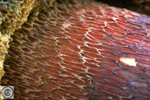 boletus luridus (1) (1000 x 667).jpg_product_product_product_product